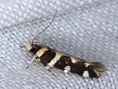 Macrobathra bigerella