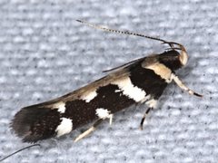 Macrobathra bigerella