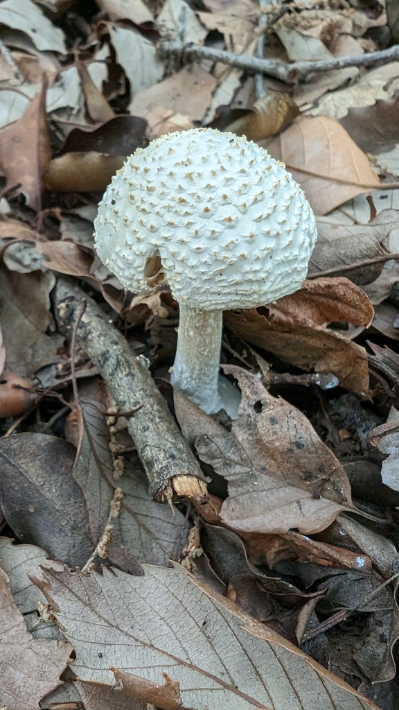 Amanita sphaerobulbosa · June 2024 · photo: © atsushi_nakajima_cirque (iNaturalist, cc-by)