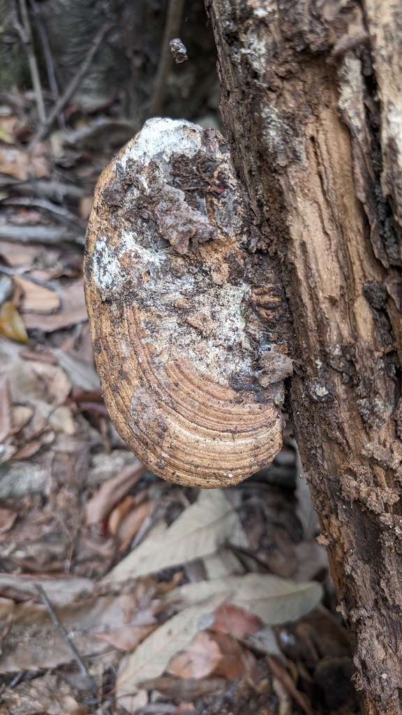Fomitopsis dickinsii · June 2024 · photo: © atsushi_nakajima_cirque (iNaturalist, cc-by)