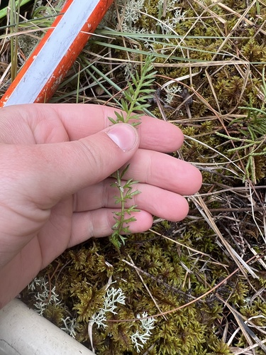 common yarrow