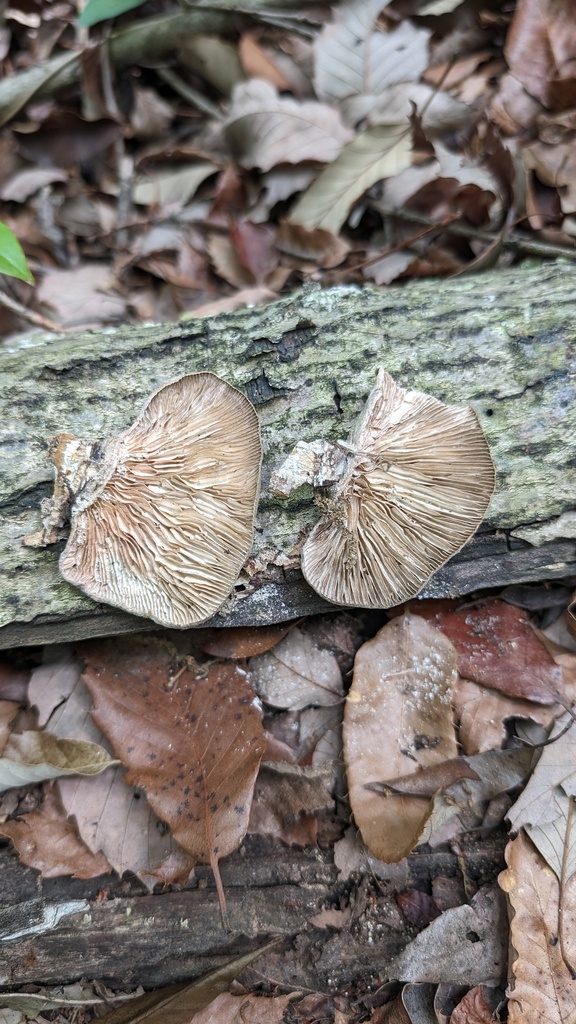 Trametes betulina · June 2024 · photo: © atsushi_nakajima_cirque (iNaturalist, cc-by)