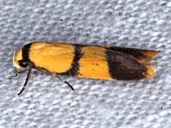Heteroteucha translatella