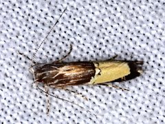 Labdia deliciosella