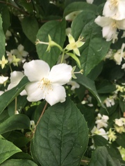 Philadelphus coronarius