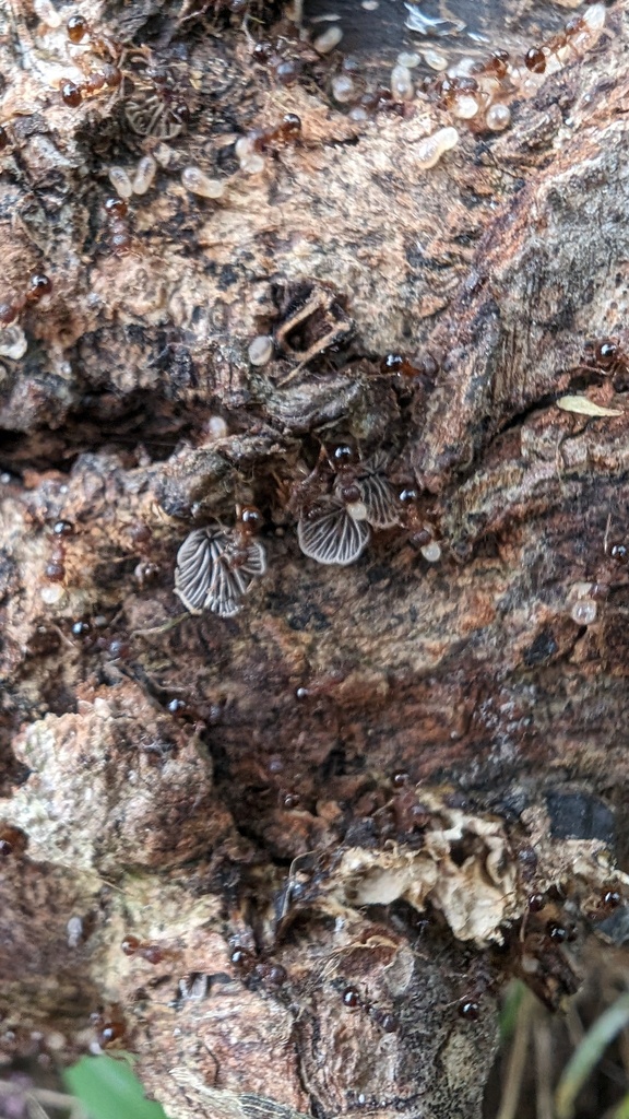 Resupinatus applicatus · June 2024 · photo: © atsushi_nakajima_cirque (iNaturalist, cc-by)