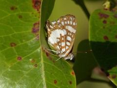 Ariconias glaphyra