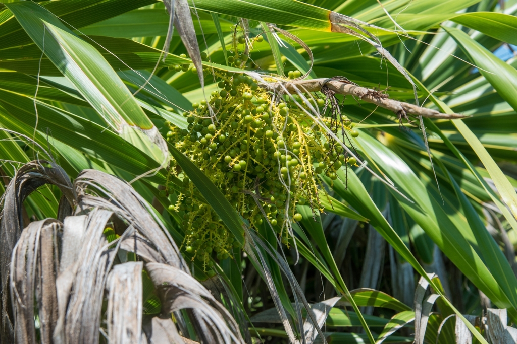 Florida thatch palm (Thrinax radiata)
