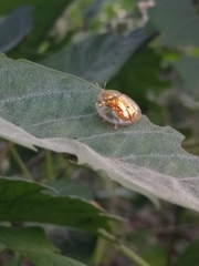 Cassidinae