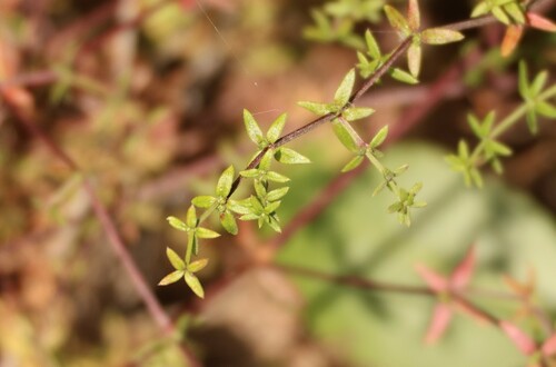 Image of Galium nuttallii by (c) Millie Basden, some rights reserved (CC BY)