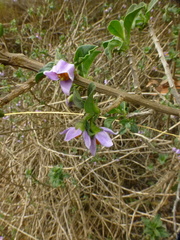 Solanum guineense