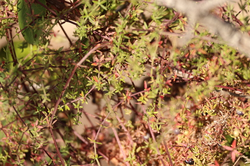 Image of Galium nuttallii by (c) Millie Basden, some rights reserved (CC BY)