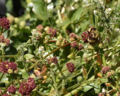Bombus mixtus