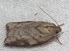 Euchaetis inceptella