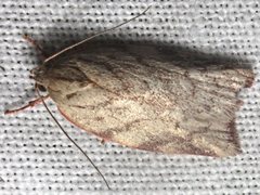Euchaetis inceptella
