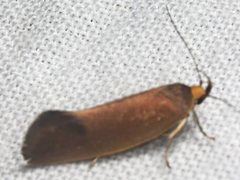 Delexocha ochrocausta