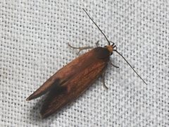 Delexocha ochrocausta