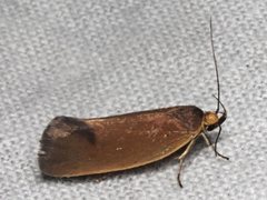 Delexocha ochrocausta