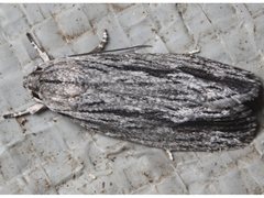 Agriophara leptosemela