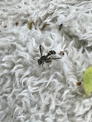 Sphiximorpha willistoni