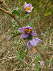 Solanum guineense