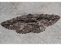 Scioglyptis canescaria