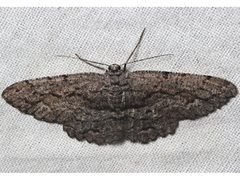 Scioglyptis canescaria