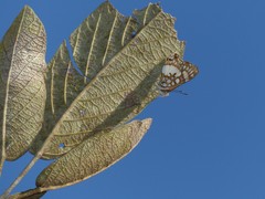 Ariconias glaphyra