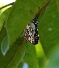 Ariconias glaphyra