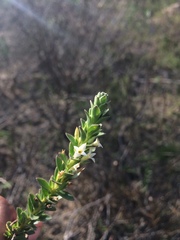 Gnidia spicata