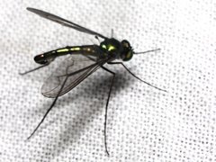 Heteropsilopus cingulipes