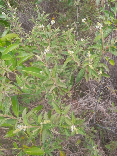Croton guildingii