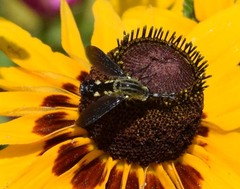 Lepidophora lepidocera