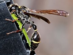 Australozethus tasmaniensis