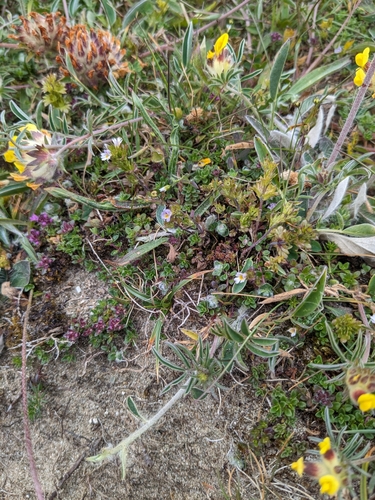 Euphrasia micrantha, photograph 4
