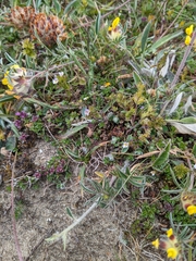 Euphrasia micrantha, photograph (c) Rhonda Ridley, some rights reserved (CC BY-SA)
