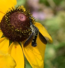 Lepidophora lepidocera