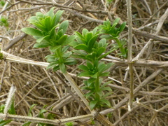 Galium tomentosum