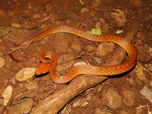 Antsiranana Cat Snake