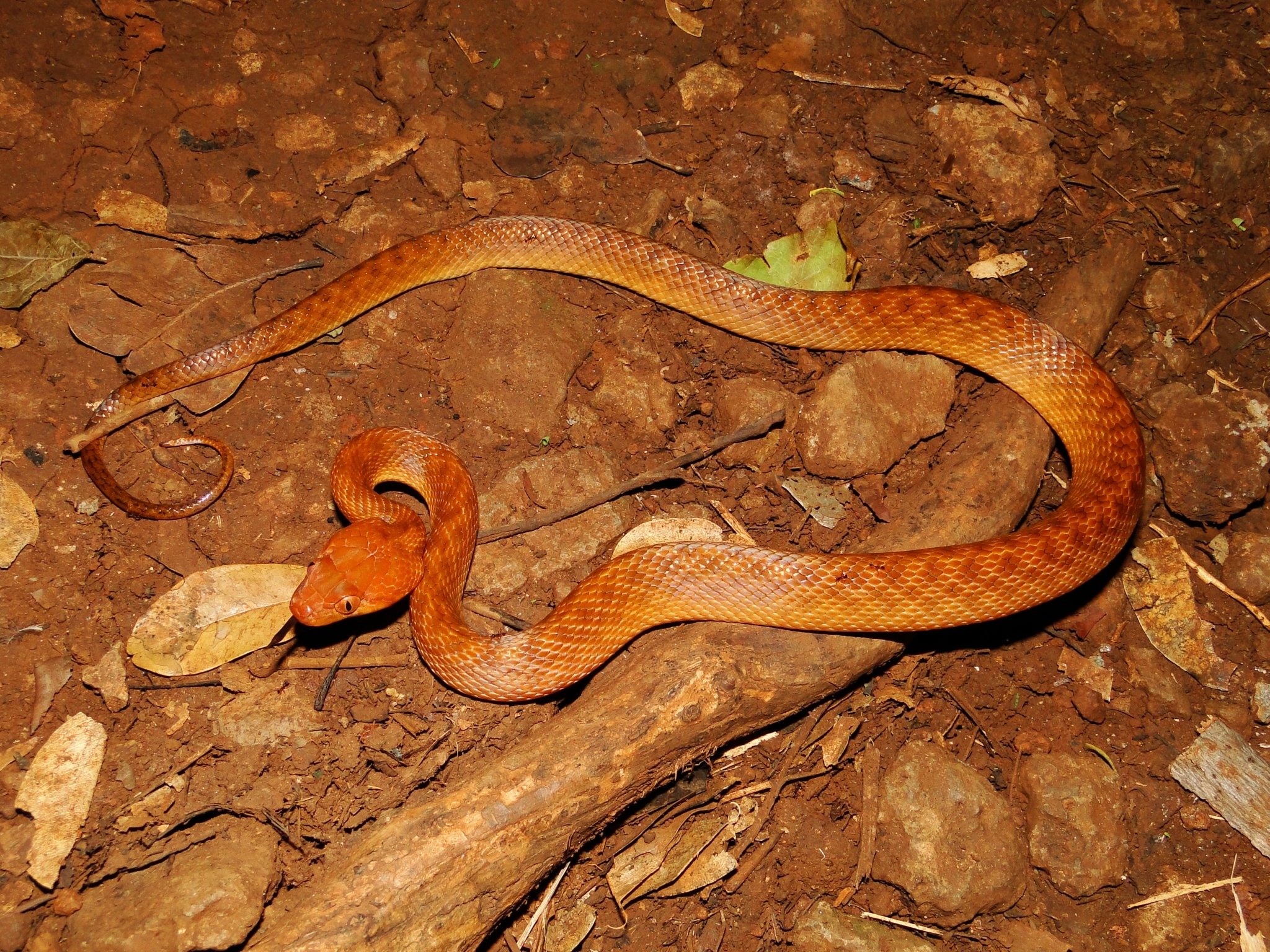 Antsiranana Cat Snake photo 2