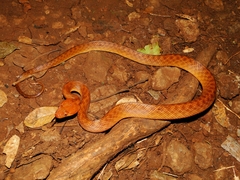Antsiranana Cat Snake photo 1