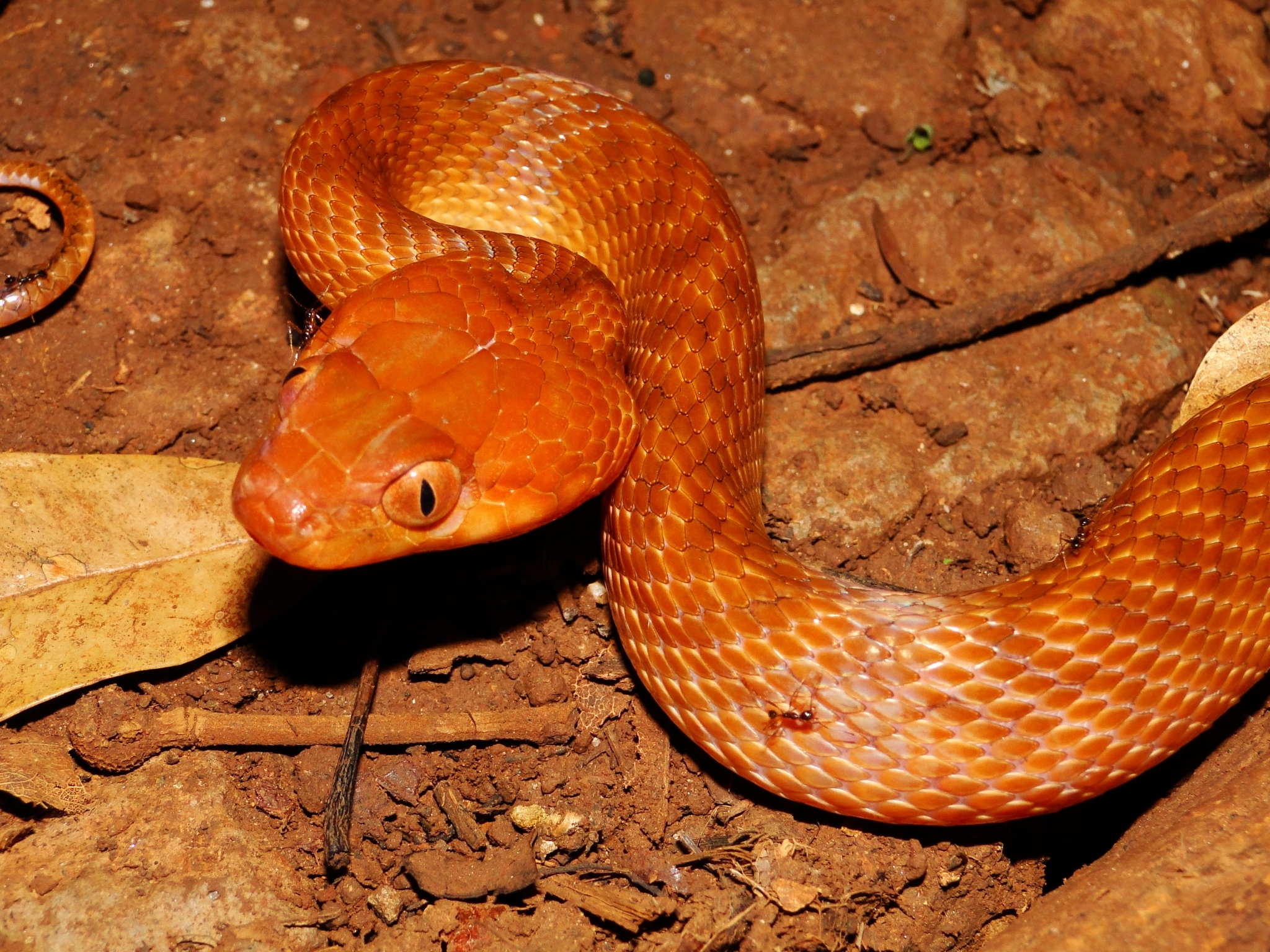 Antsiranana Cat Snake photo 3