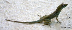 Anolis conspersus