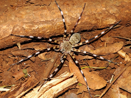 Ornamental Wandering Spider