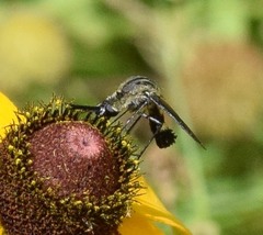 Lepidophora lepidocera