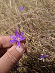 Brodiaea filifolia