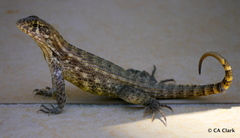 Leiocephalus varius