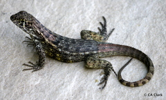 Leiocephalus varius