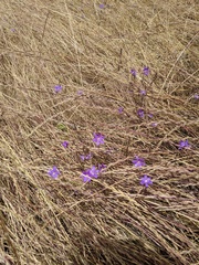 Brodiaea filifolia