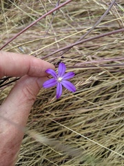 Brodiaea filifolia